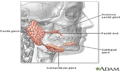 Các tuyến nước bọt: tuyến mang tai, tuyền dưới lưỡi, tuyến dưới hàm 