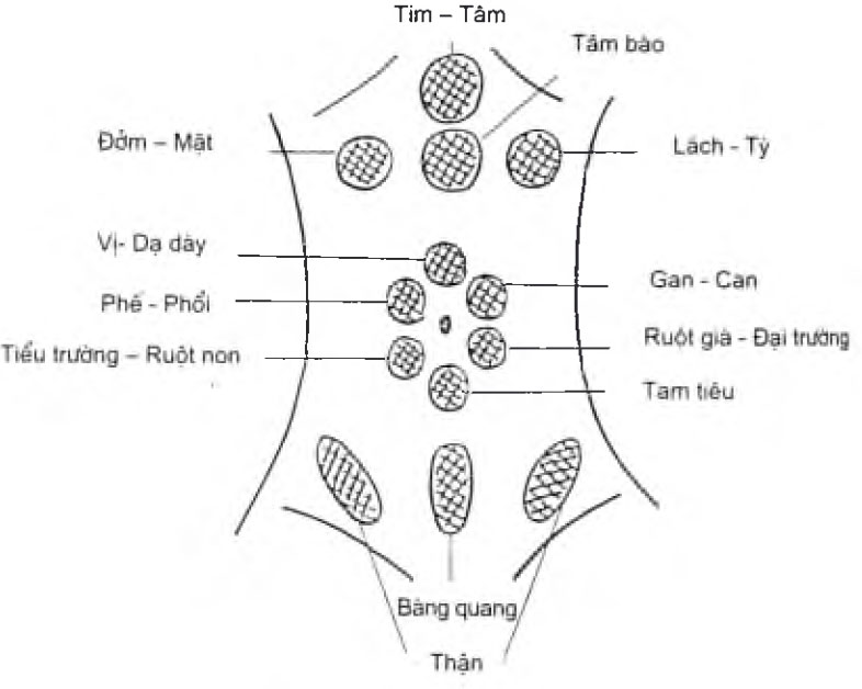 Điểm chẩn đoán vùng bụng của phương pháp Yamamoto theo chức năng 12 kinh châm cứu của y học cổ truyền phương Đông