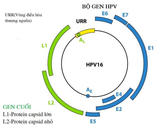 Bộ gen của HPV