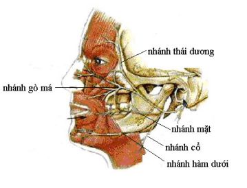 Đường đi và phân bố của dây thần kinh số VII hay dây thần kinh mặt.