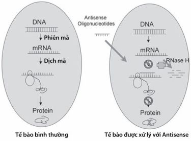 Antisense oligonucleotid sẽ bổ cứu với trình tự RNA đích