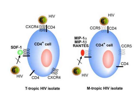 CCR5 và CXCR4 vẫn là các đồng thụ thể quan trọng nhất của HIV-1.