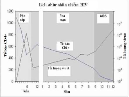 Số lượng tế bào CD4+ và tải lượng virus trong giai đoạn nhiễm HIV-1 cấp