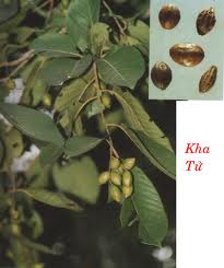 kha-tu