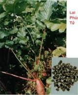 la-bac-tu-lai-phuc-tu
