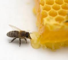 Mật ong có gây ngộ độc không