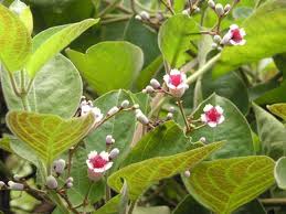 mo-long-tam-the