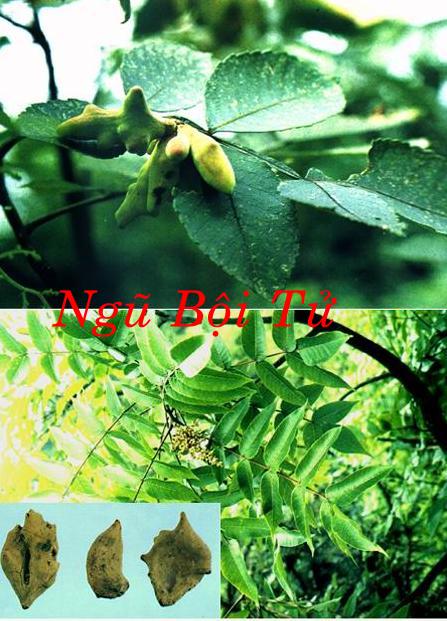 Ngũ nội tử