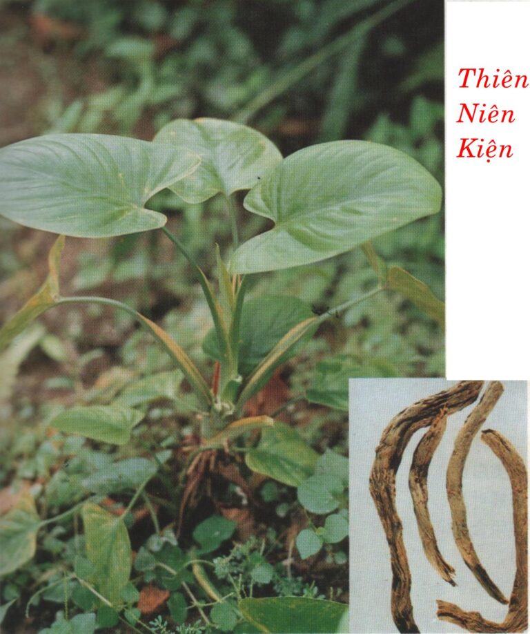 Thiên niên kiện