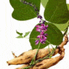 Công dụng chữa bệnh của cây Sắn dây (củ, hoa, dây, bột)
