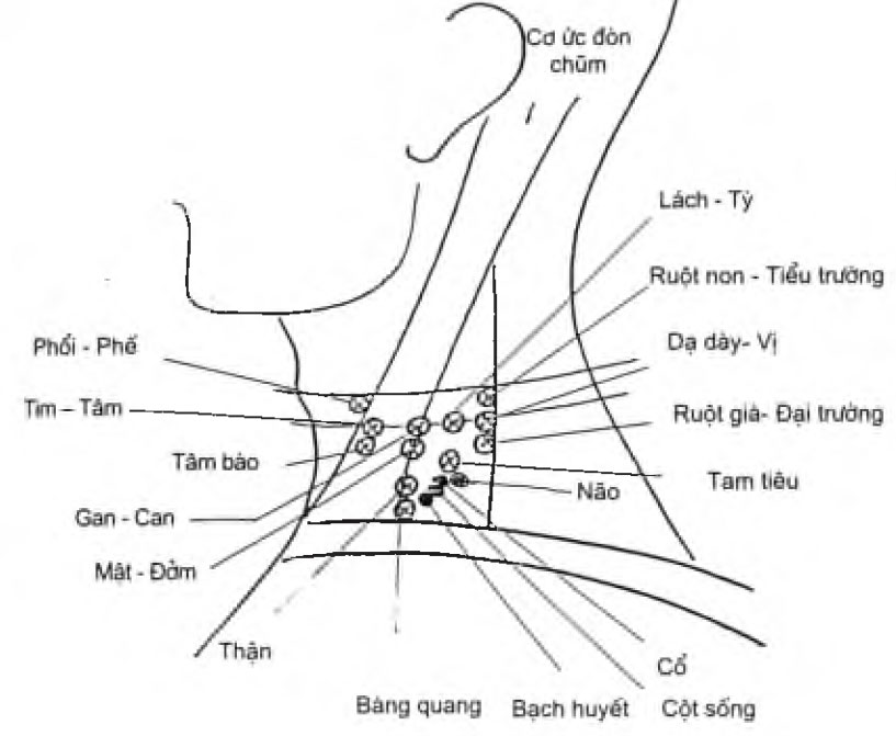 Hình 93: Các điểm chẩn đoán vùng cổ của phương pháp Yamamoto theo chức năng 12 kinh châm cứu của y học cổ truyền phương Đông