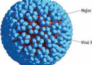 Virus sinh u nhú ở người – HPV