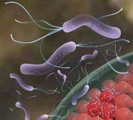 Hình ảnh Helicobacter Pylori