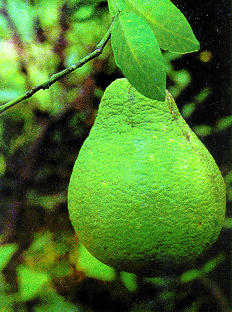 Bưởi