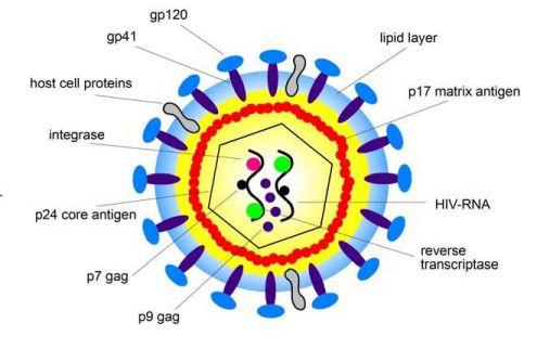 Cấu trúc của một hạt virus HIV