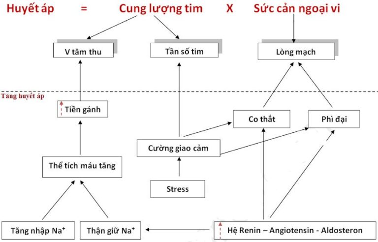 Tại sao người ta bị bệnh tăng huyết áp ?