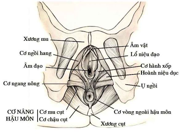 đáy chậu