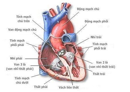 Giải phẫu và sinh lý của tim và tuần hoàn