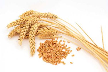 Hạt lúa mì (tiểu mạch) tác dụng làm mát bổ, tăng cân