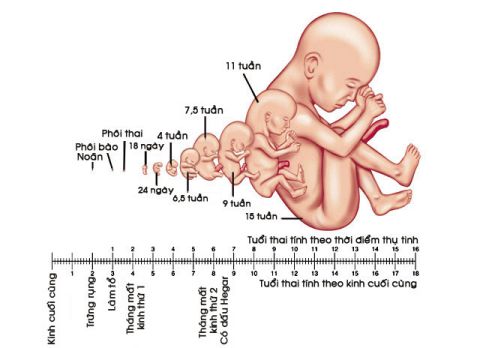 Kích thước thai phát theo tuổi thai