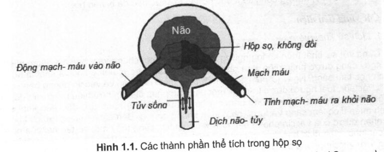 Giải phẫu hộp sọ não