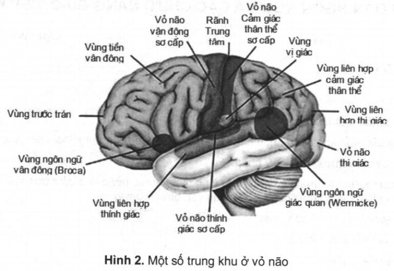 Rối loạn ngôn ngữ và các chức năng giao tiếp khác